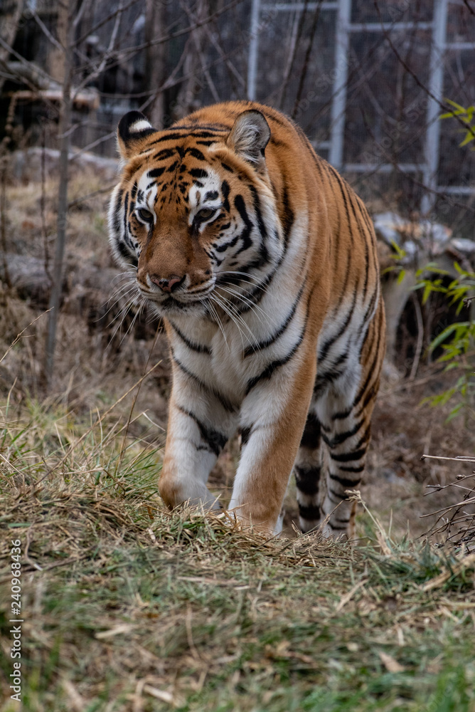 Siberian tiger otherwise known as the Amur Tiger Siberian tiger otherwise known as the Amur Tiger