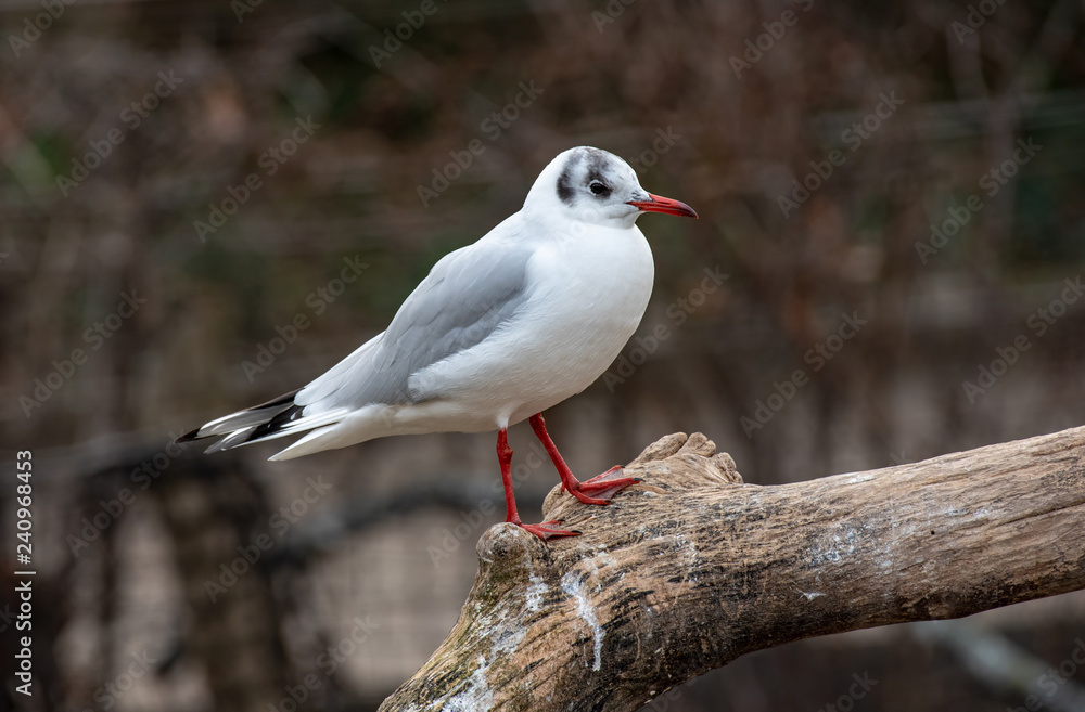 Close up of Black-headed gull (Chroicocephalus ridibundus)