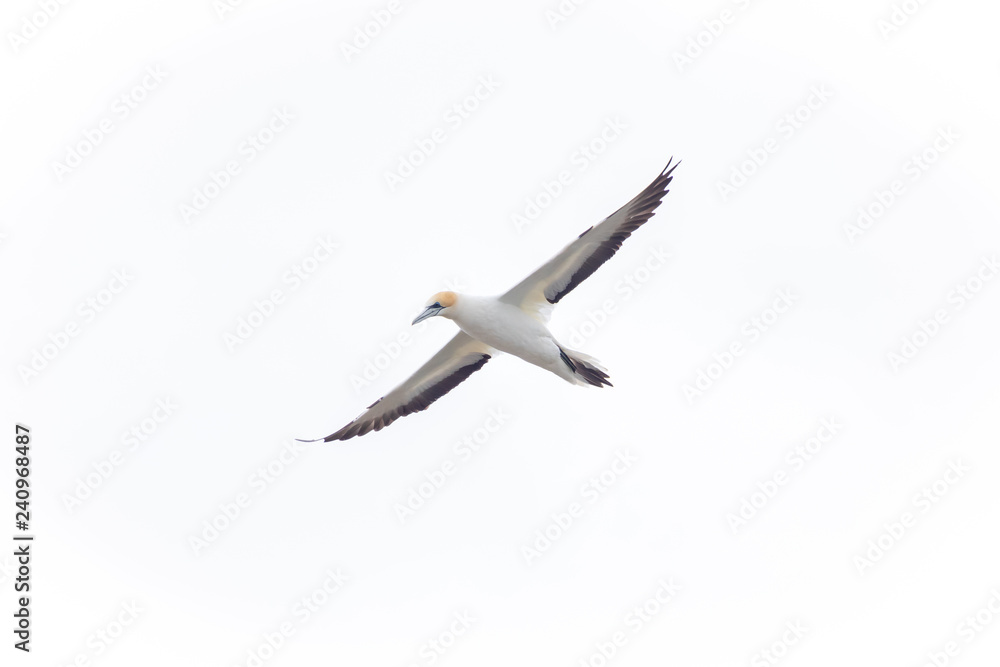 Obraz premium Beautiful Australasian Gannet flying over colony 
