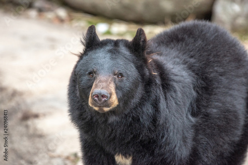 American black bear  Ursus americanus . Wildlife animal