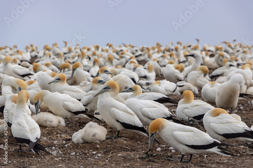 Hundreds of Gannets at Cape Kidnappers colony in New Zealand 