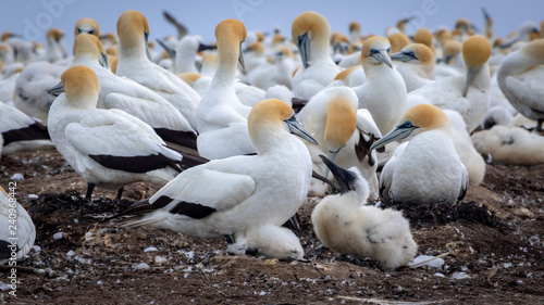 Mother And Chick Gannet at Cape Kidnappers, New Zealand