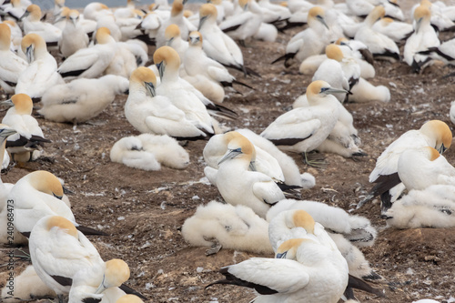 Gannet nesting site, mothers sitting on fluffy chicks at Cape Kidnappers