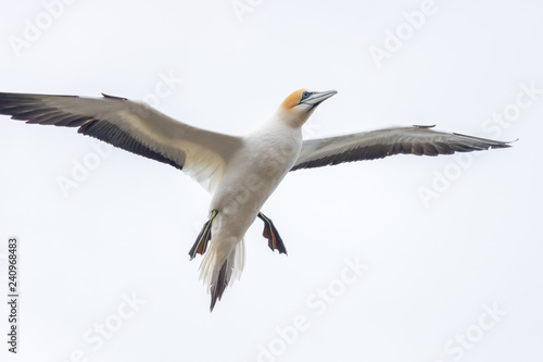 Gannet preparing to land at Cape Kidnappers 