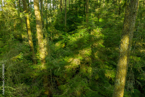 Sun light on young redwood trees in New Zealand