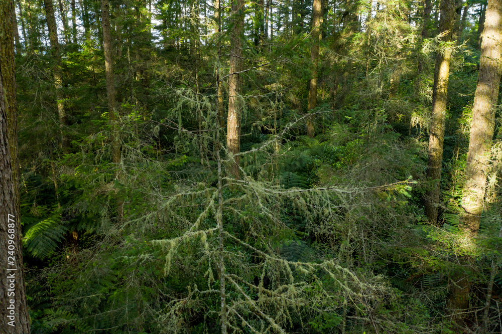 Obraz premium Lichen growing in Redwood forest in Rotorua, New Zealand
