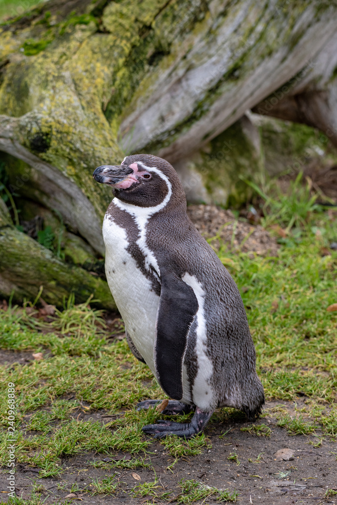 Obraz premium Close up portrait of Humboldt penguin (Spheniscus humboldti) Wildlife photo