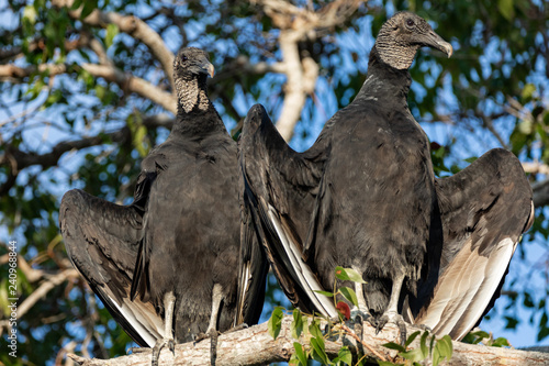 Vultures in Everglades National Park in Florida, U.S. photo