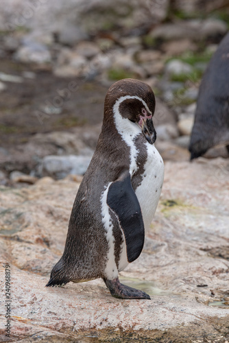 Close up portrait of Humboldt penguin (Spheniscus humboldti) Wildlife photo