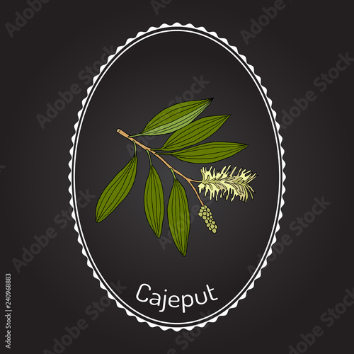 Cajeput Melaleuca leucadendron , or weeping paperbark, medicinal plant