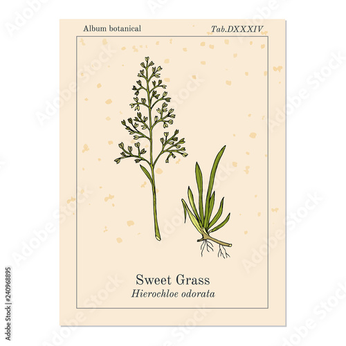 Sweet or holy grass Hierochloe odorata , aromatic and medicinal plant