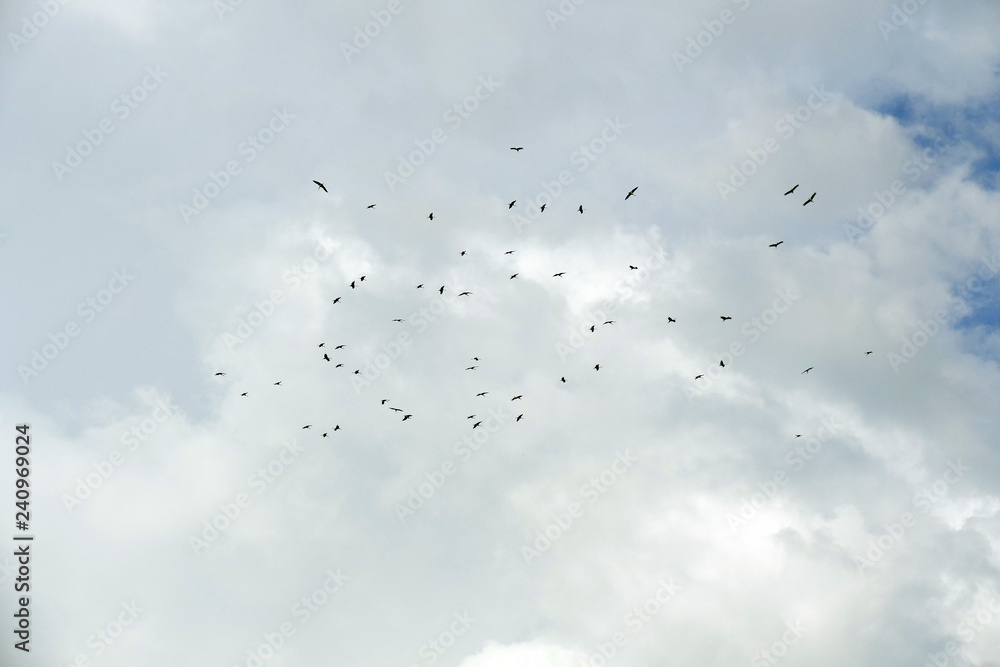 Storks circle in the sky at the end of the summer. They're about to fly to the South.