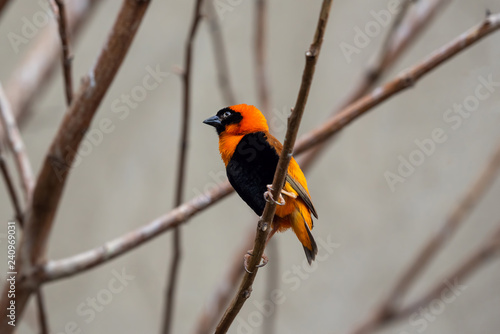 Wild southern red bishop or Euplectes orix . Wildlife photo photo