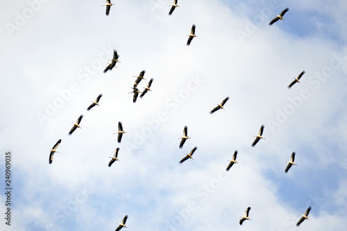 Storks circle in the sky at the end of the summer. They're about to fly to the South. © Pencho Tihov