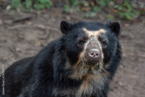 Close up portrait of Andean bear (Tremarctos ornatus), also known as the spectacled bear photo