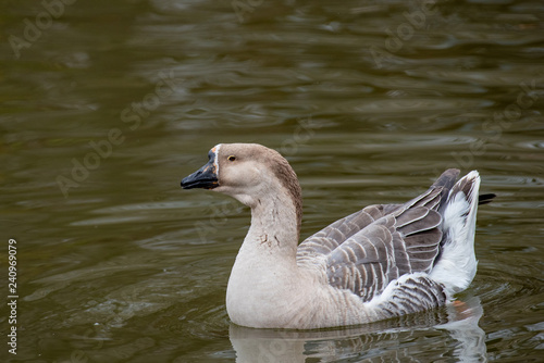 Portrait of swan (Chinese) goose. Wildlife photo photo