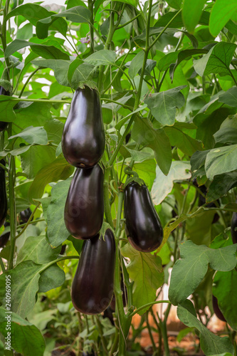 Eggplant Hybrid F1 growing in a plastic tunnel