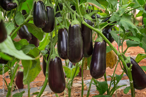 Eggplant F1 Hybrid growing in a plastic tunnel photo