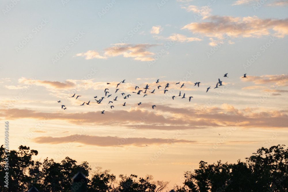 Φωτογραφία A flock of seabirds flying in the sunrise in Everglades National Park in FlorIda, U