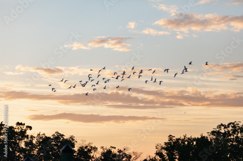 A flock of seabirds flying in the sunrise in Everglades National Park in FlorIda, U.S.