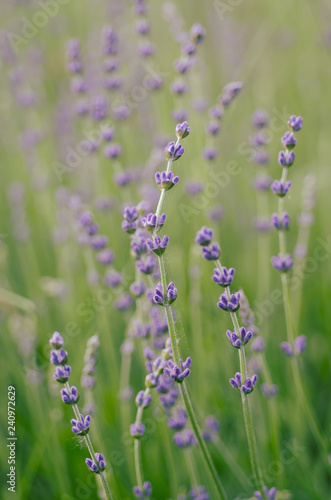 Lavender beautiful flowers