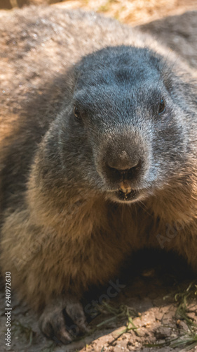 Smartphone HD wallpaper of portait of a cute groundhog