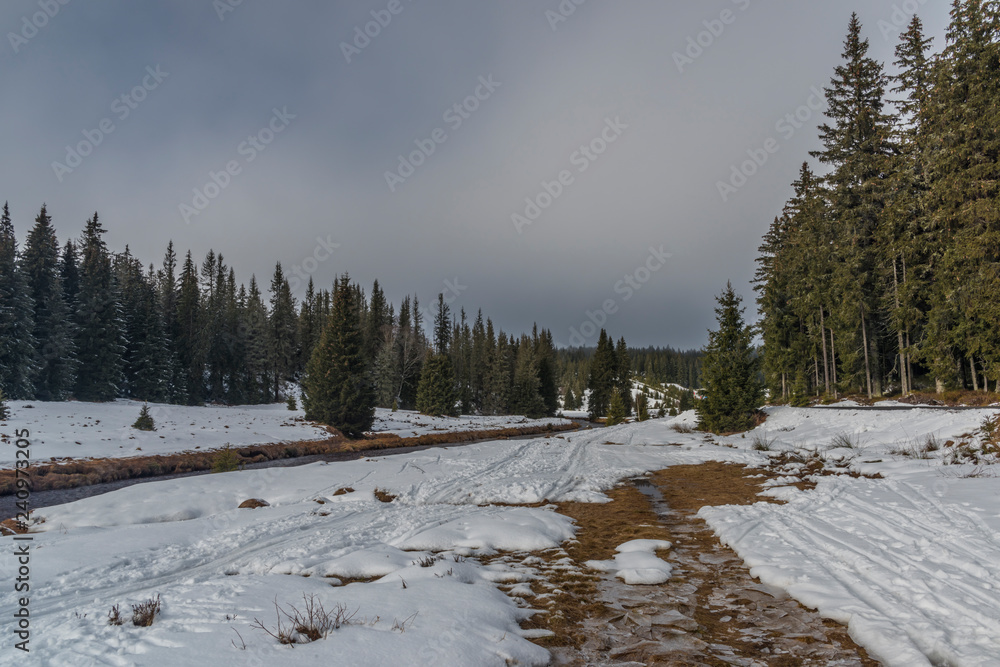 Fototapeta premium Roklansky creek near Modrava village in national park Sumava