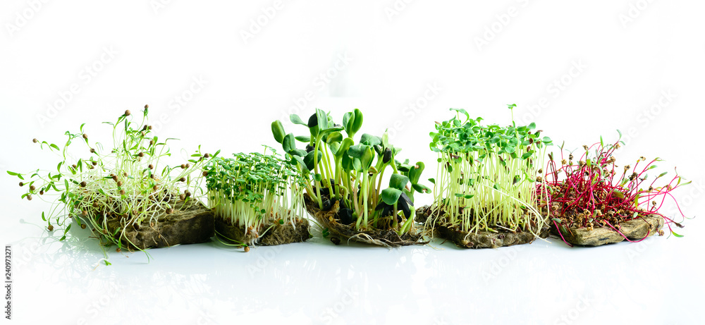 microgreen dill sprouts, radishes, mustard, arugula, mustard in the range on a light background - obrazy, fototapety, plakaty 