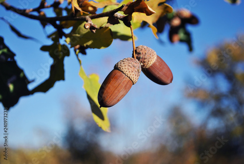 Oak branch with green-yellow leaves with acorns close up detail, soft blurry background, sunny bright blue sky
