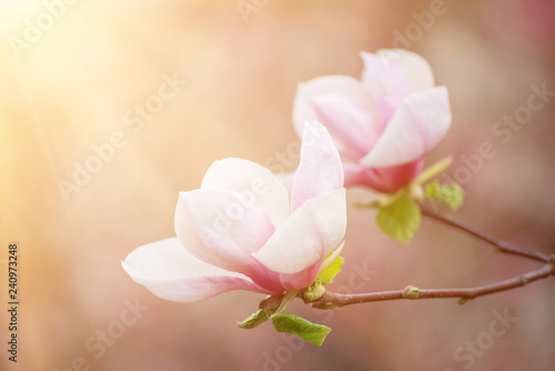 Magnolia spring flowers