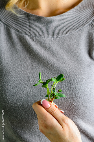 Fototapeta Naklejka Na Ścianę i Meble -  microgreen in female hands bunch of sprouts