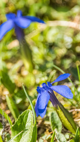 Smartphone HD wallpaper of flower in summer