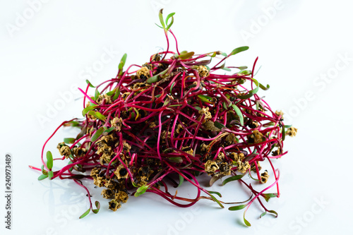 microgreen chard sprouts or beets on a white background