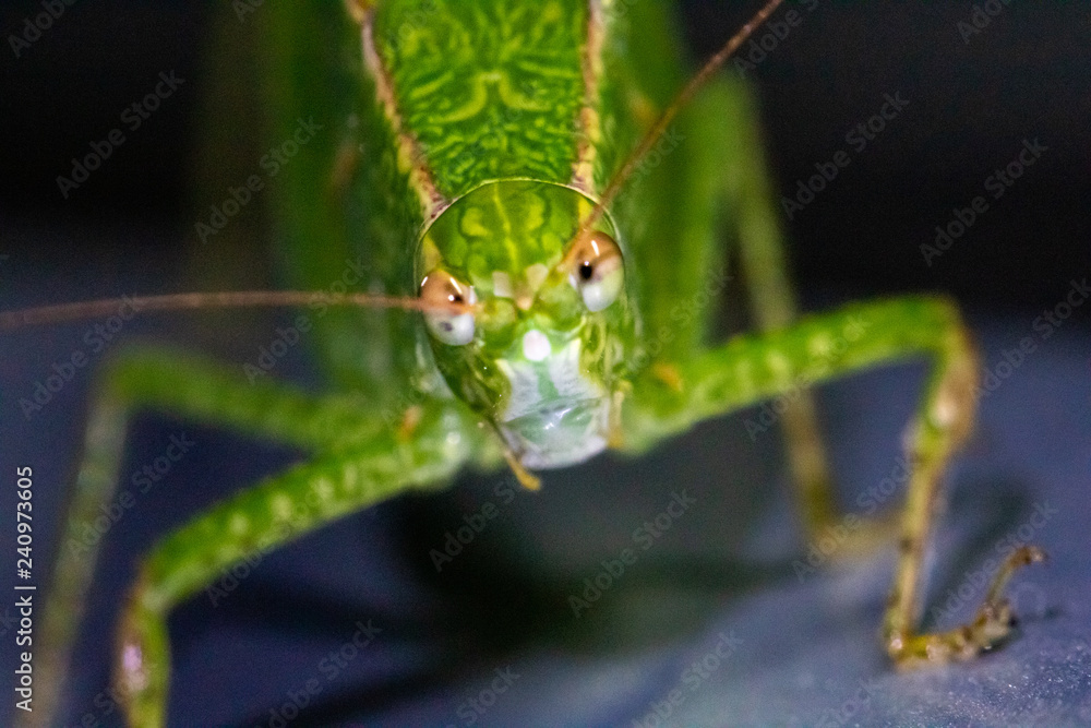 Fototapeta premium cricket macro