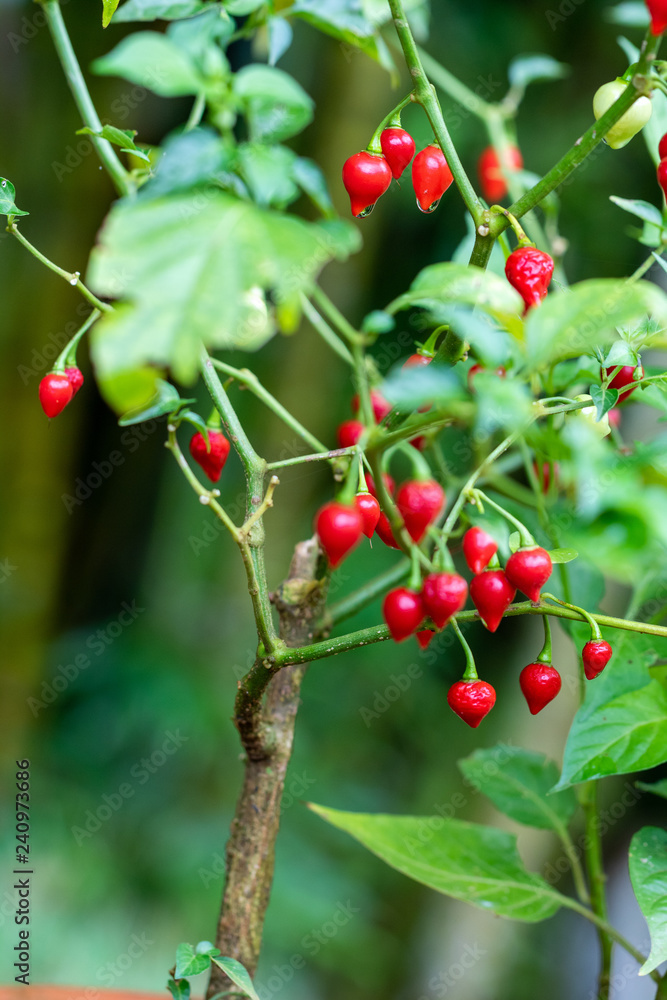 red pepper on a branch