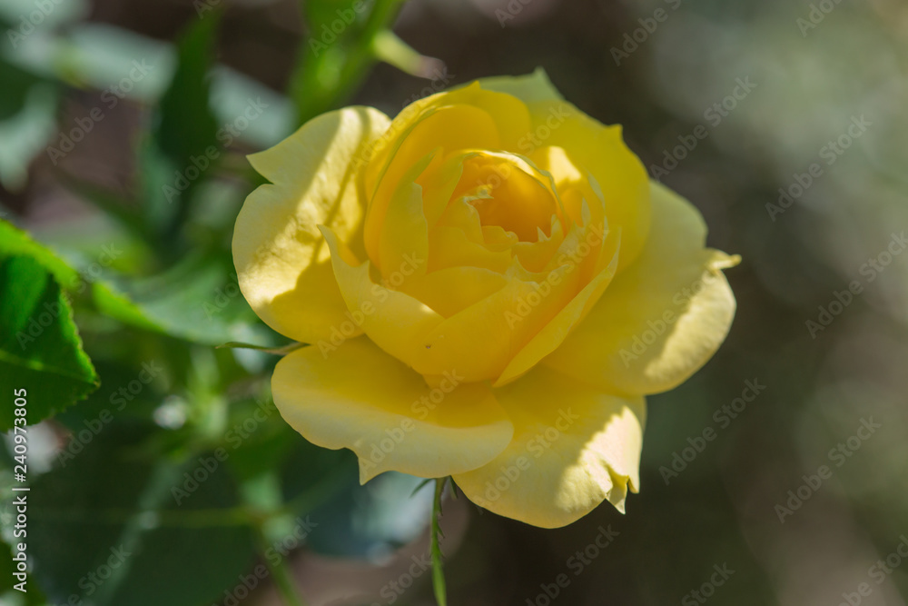 Roses Roses