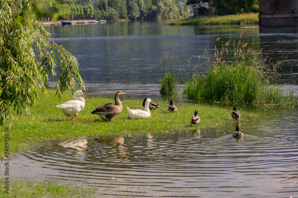 Fototapeta premium anatre sul fiume Adda