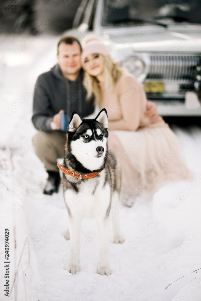 A guy and a girl are preparing for Christmas, walking with a husky dog on a retro car background, a Christmas tree on the roof and presents in a winter snowy forest. Selective focus on the dog