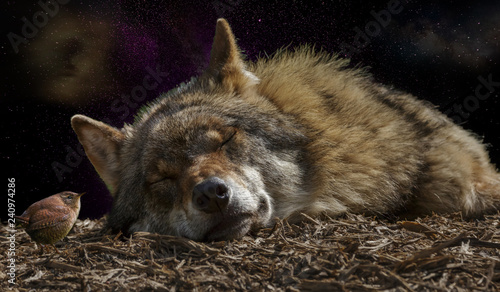 Wolf nature space fantasty photo