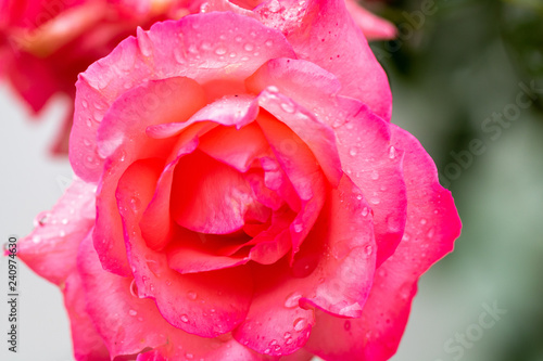 pink rose with drops of water