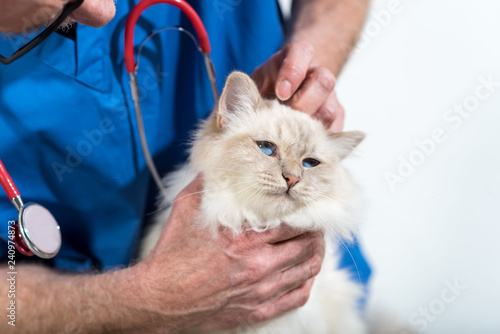 Veterinarian examining a sacred cat of burma