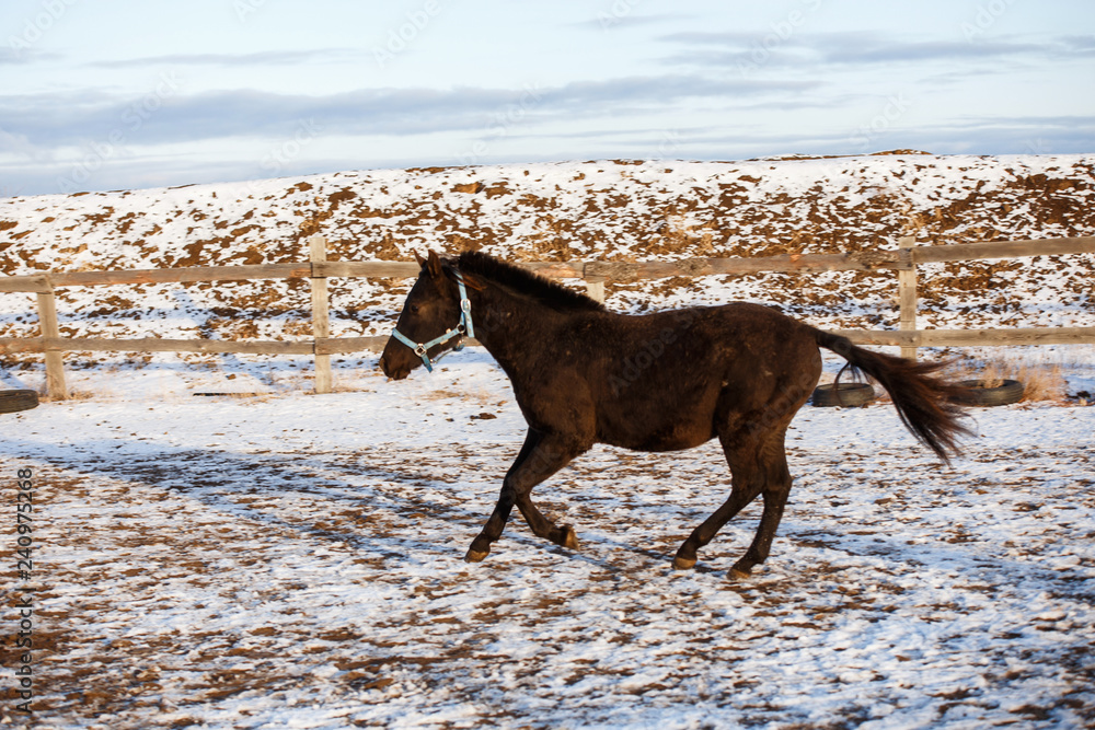 black horse running in the winter in the snow black horse running in the winter in the snow