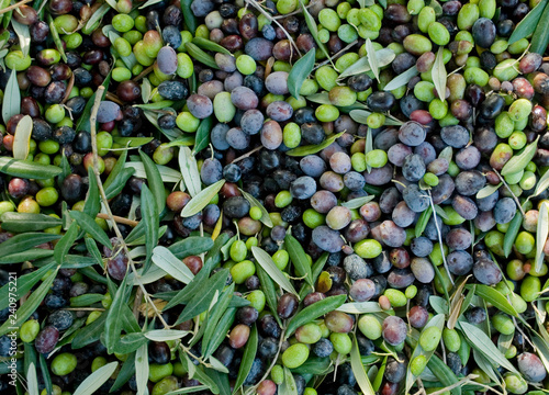 olives, hand picking from plants during harvesting, green, black, beating, to obtain extra virgin oil, food, antioxidants, Taggiasca variety, autumn, light, Riviera, Liguria, Italy