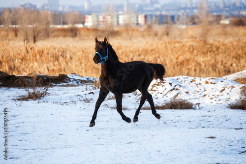 black horse running in the winter in the snow