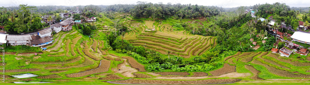 180 degree view of rice terraces with mature crop ready for harvesting in tegalalang