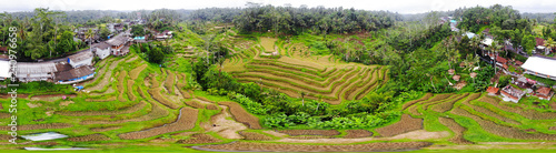 180 degree view of rice terraces with mature crop ready for harvesting in tegalalang