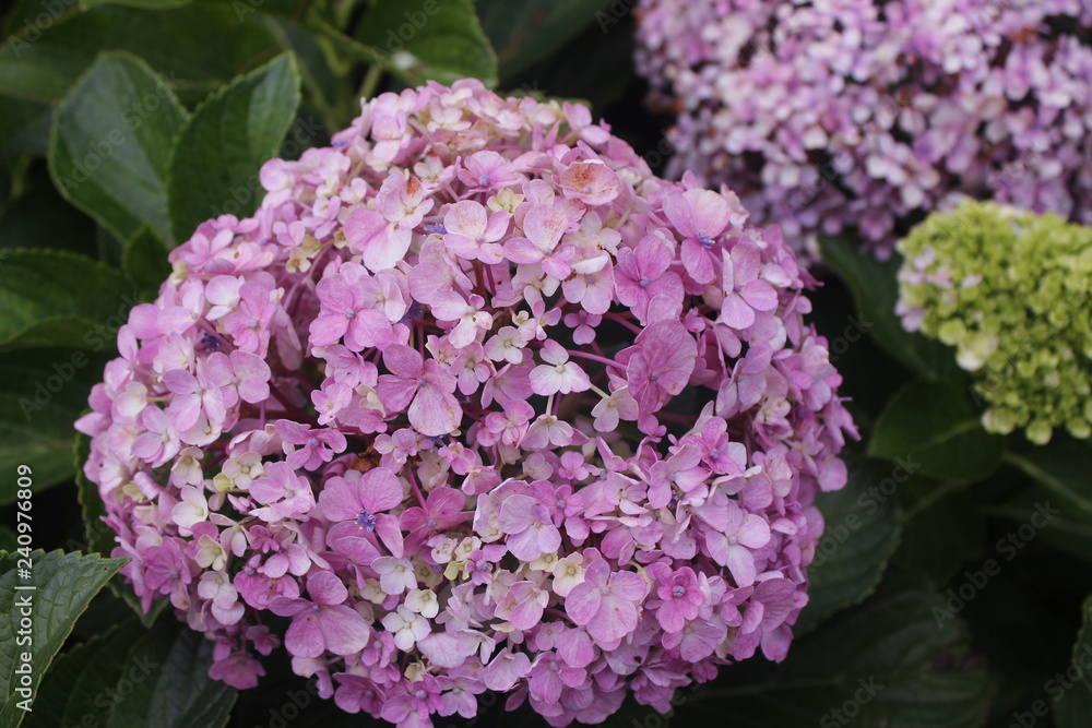 Hydrangea Flowers Hydrangea Flowers