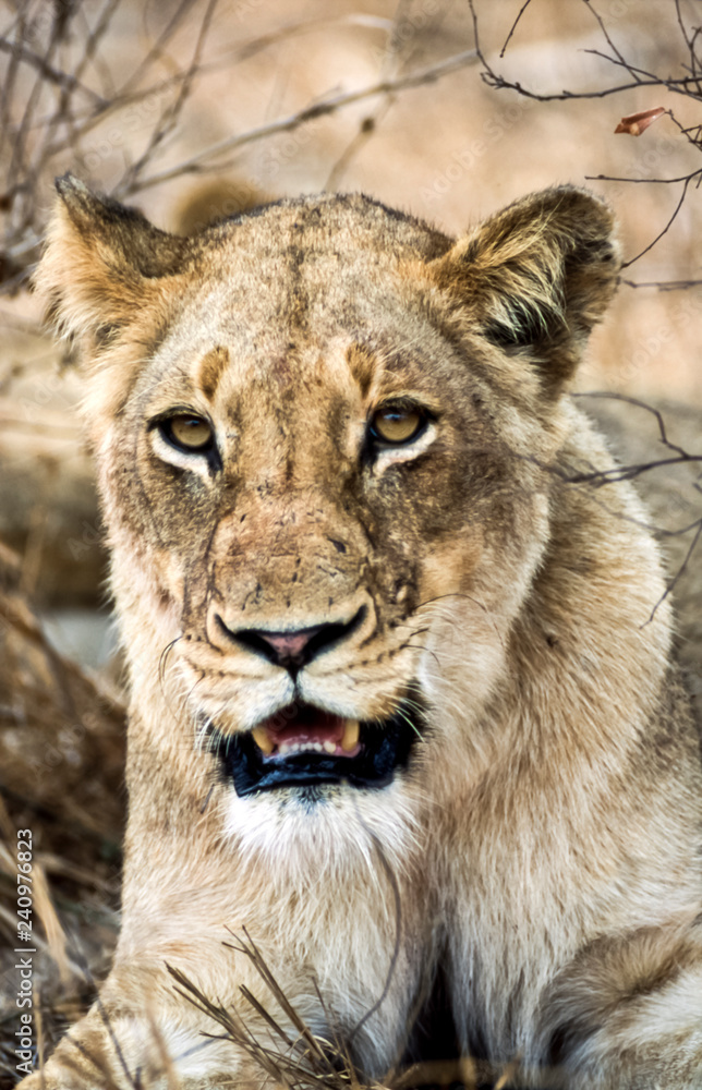 Lion, (Panthera leo), Kruger National Park, Mpumalanga, South Africa, Africa Lion, (Panthera leo), Kruger National Park, Mpumalanga, South Africa, Africa