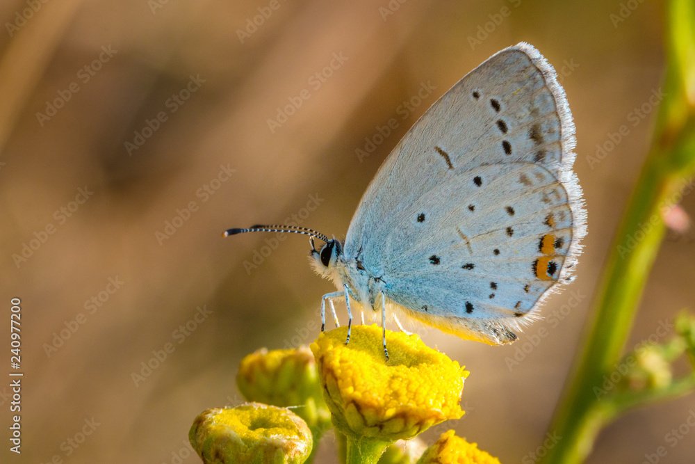 Obraz premium sun lover