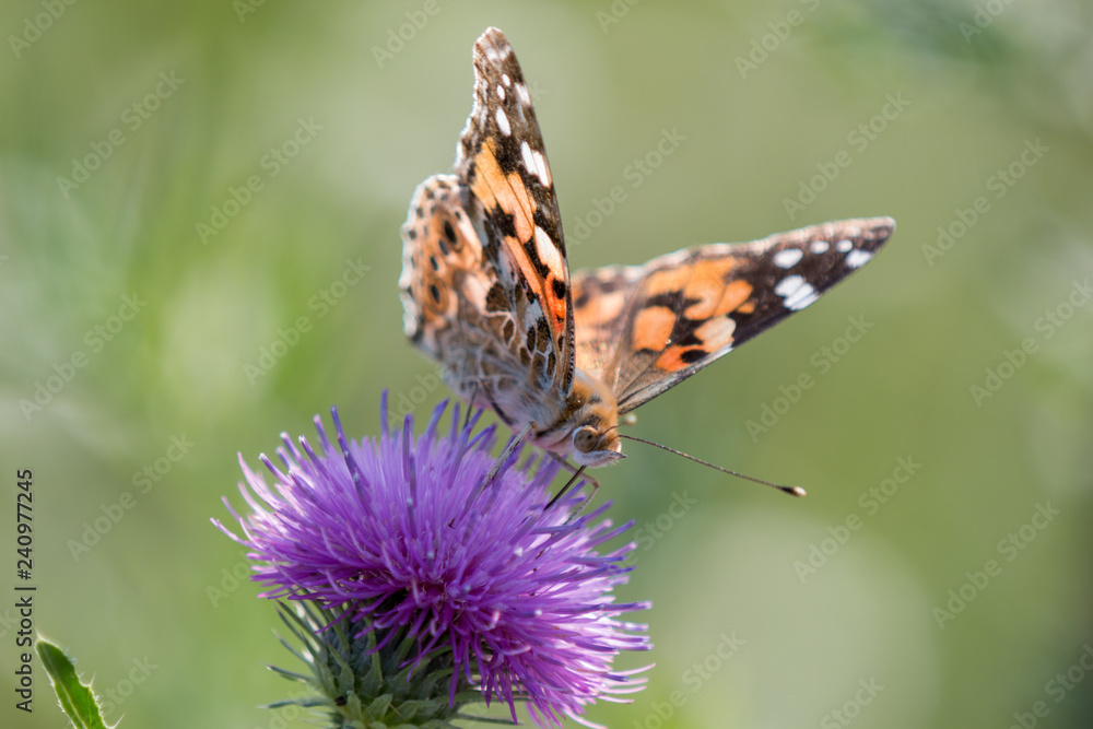 Distelfalter (Vanessa cardui; Syn.: Cynthia cardui) Distelfalter (Vanessa cardui; Syn.: Cynthia cardui)